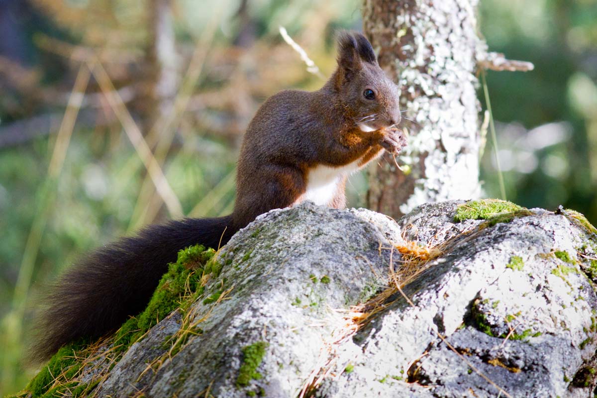 Sciurus vulgaris - Val Roseg (Engadina)