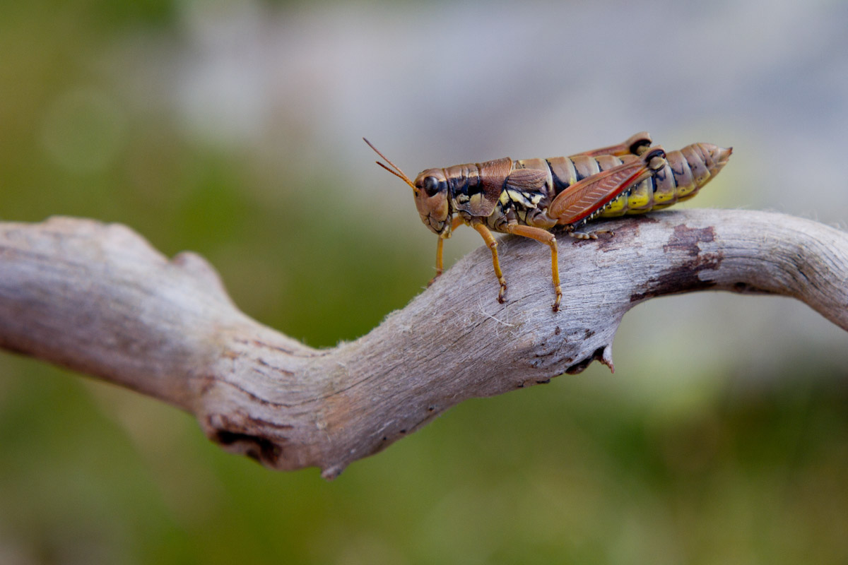 Podisma pedestris (Acridiidae)