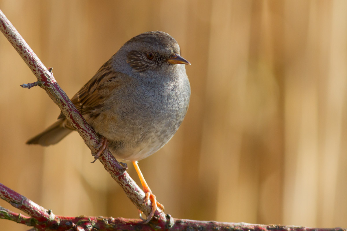 Passera scopaiola - Prunella modularis