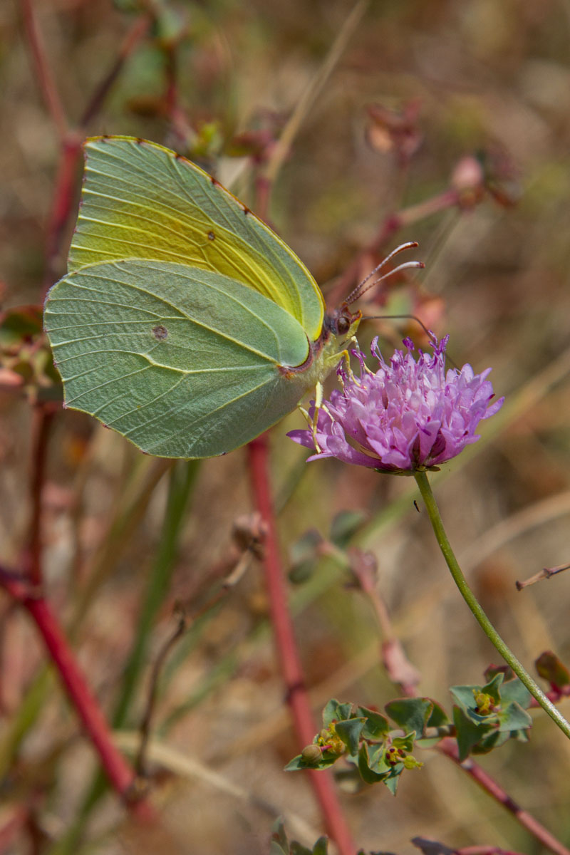 Gonepteryx cleopatra - Cleopatra - Maschio