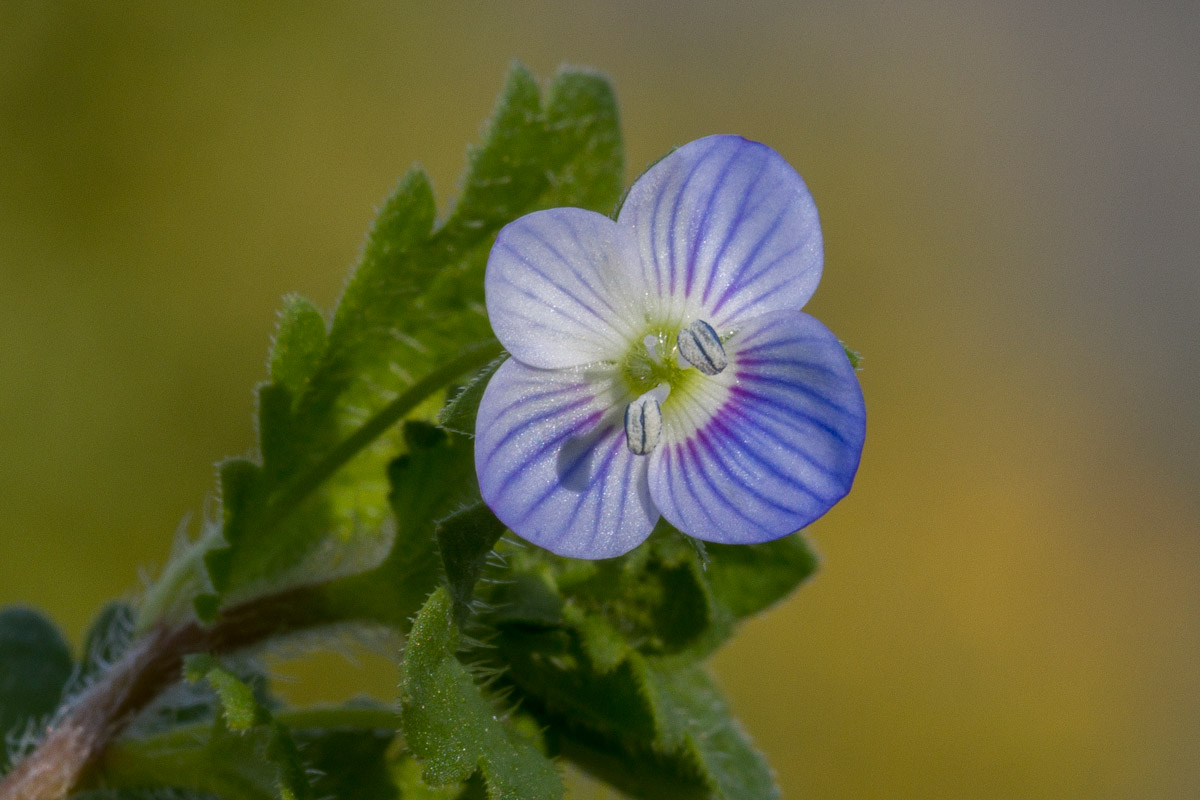 Veronica chamaedrys? No, Veronica persica.