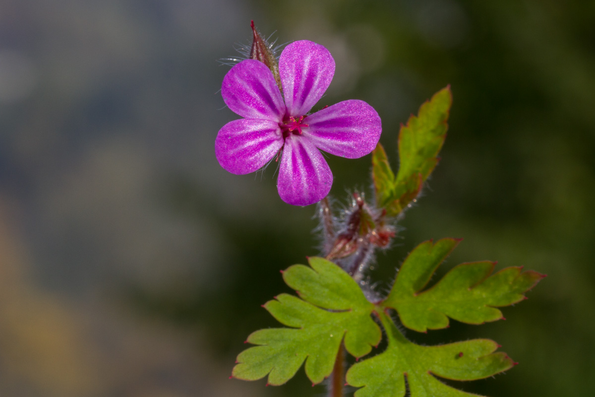 Geranium robertianum (distinzione da G. purpureum)