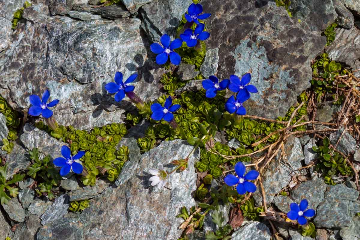 Gentiana brachyphylla