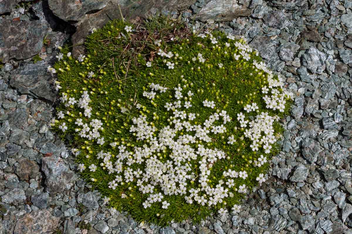 Silene acauli (forma albiflora)