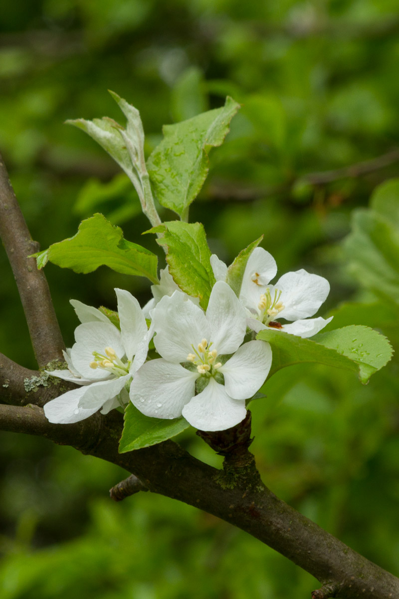 Malus sp.