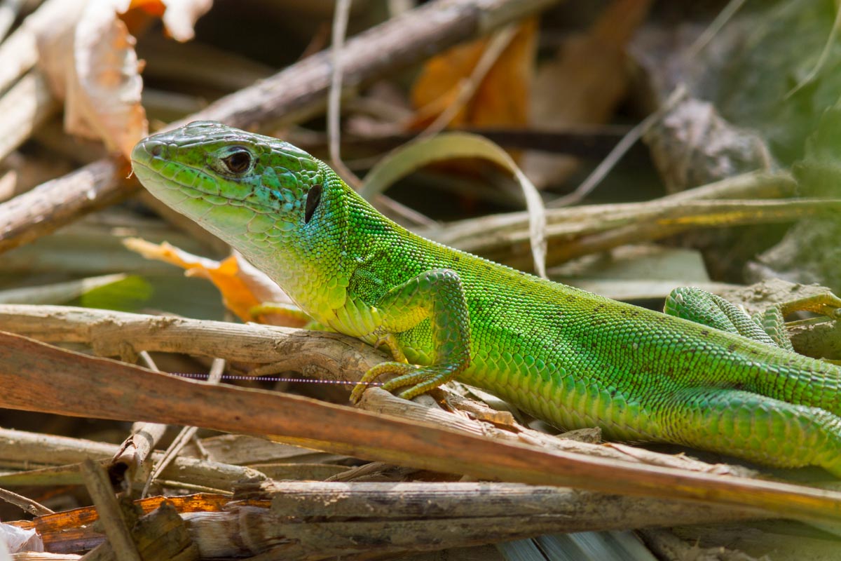 Da Identificate - Lacerta bilineata?