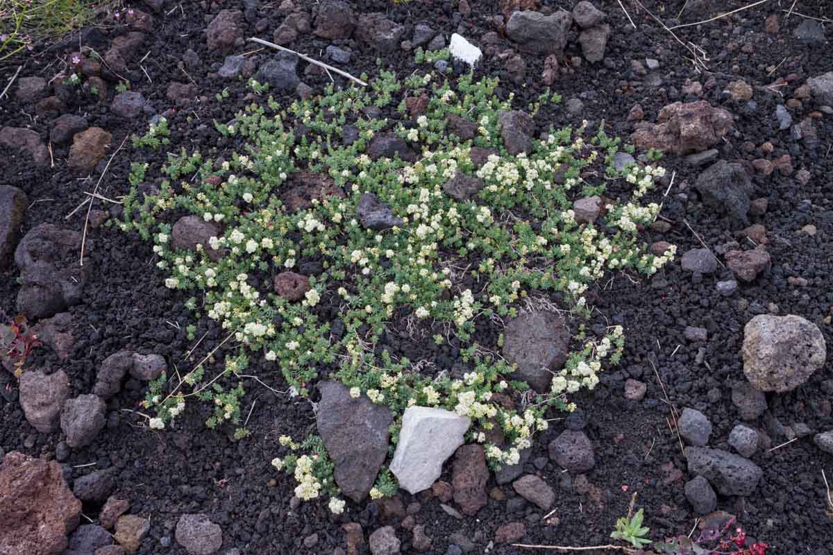 Galium aetnicum / Caglio dell''Etna