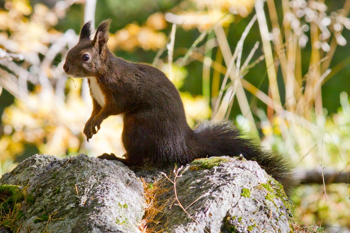 Sciurus vulgaris - Val Roseg (Engadina)