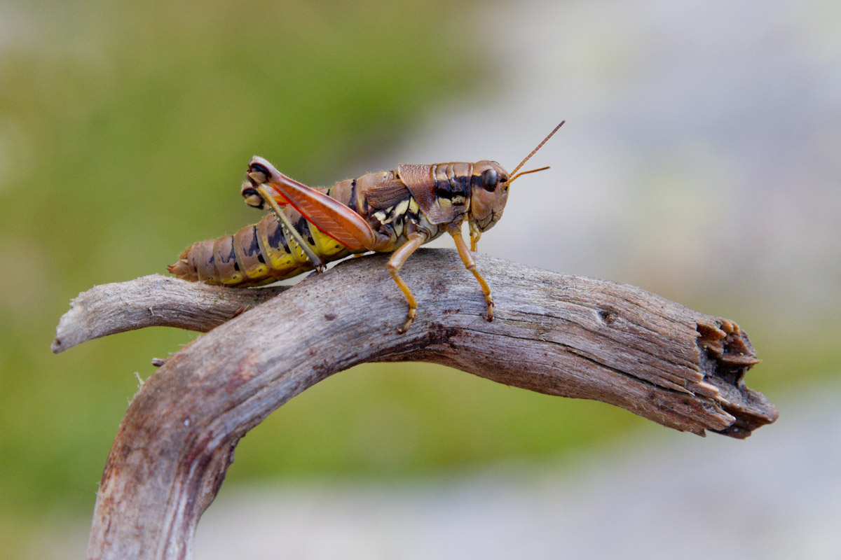 Podisma pedestris (Acridiidae)