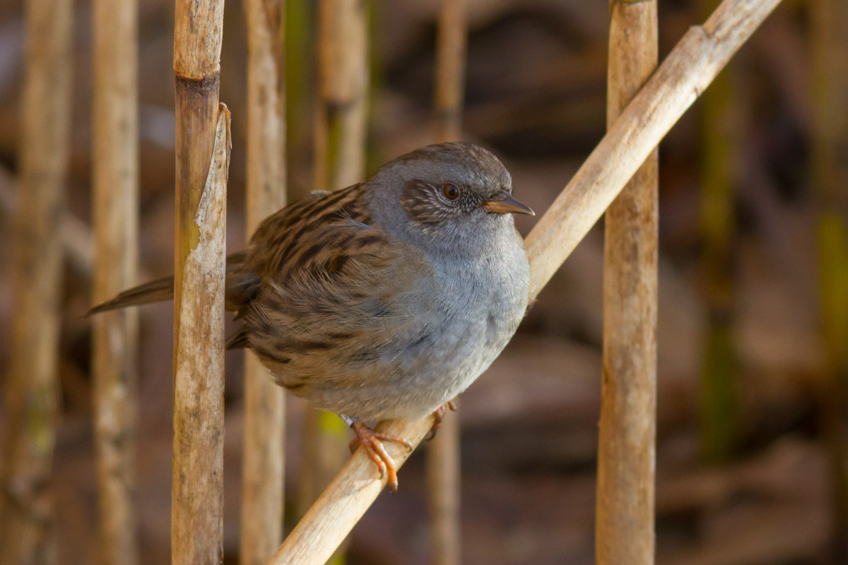 Passera scopaiola - Prunella modularis