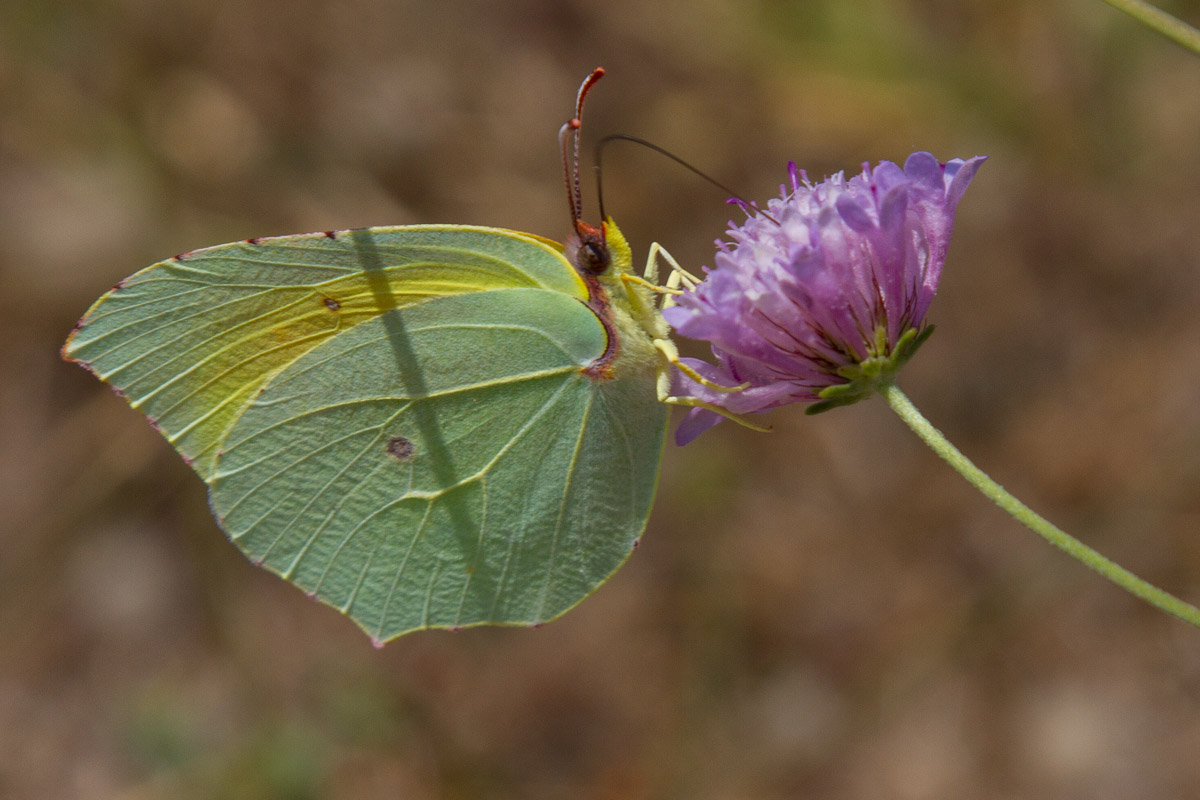 Gonepteryx cleopatra - Cleopatra - Maschio