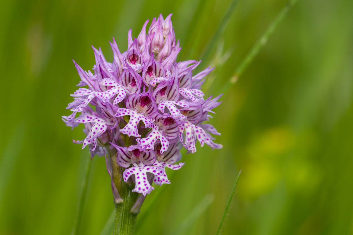 Neotinea tridentata