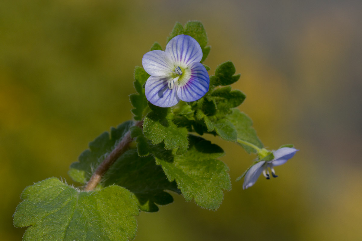 Veronica chamaedrys? No, Veronica persica.