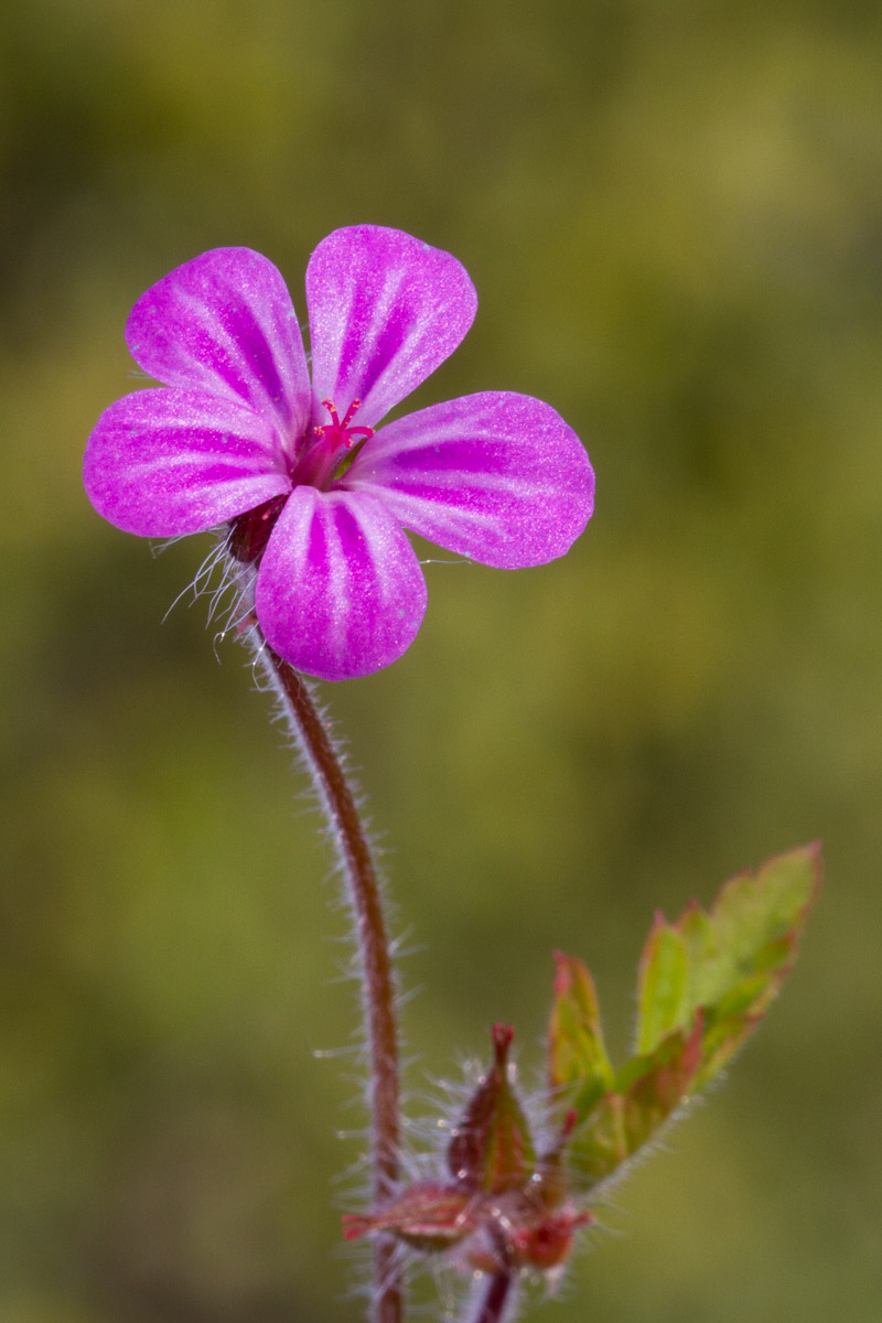 Geranium robertianum (distinzione da G. purpureum)