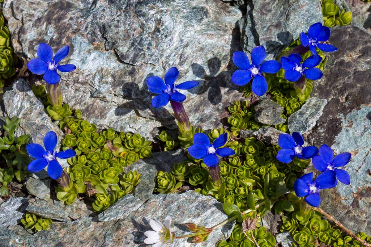 Gentiana brachyphylla