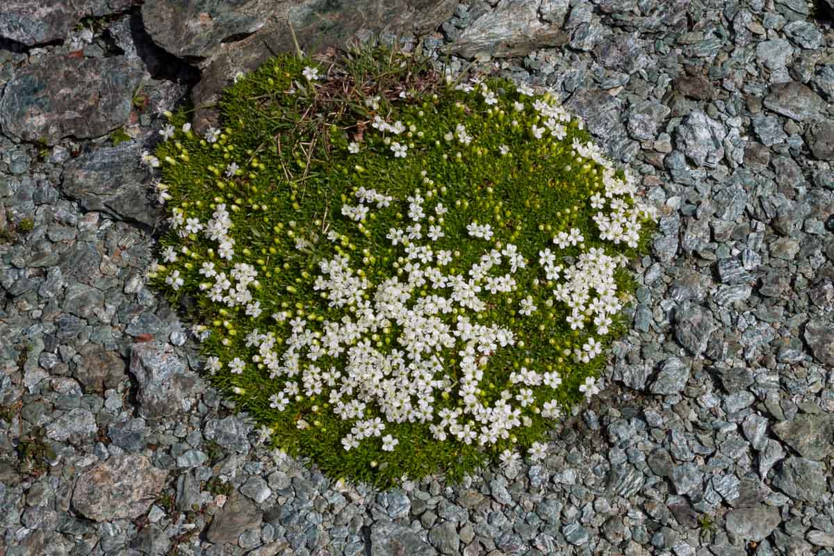 Silene acauli (forma albiflora)