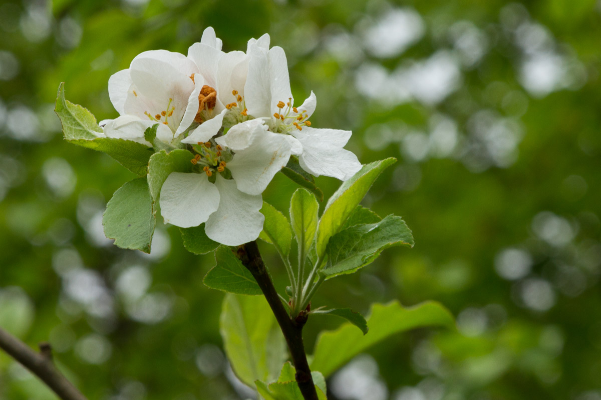 Malus sp.