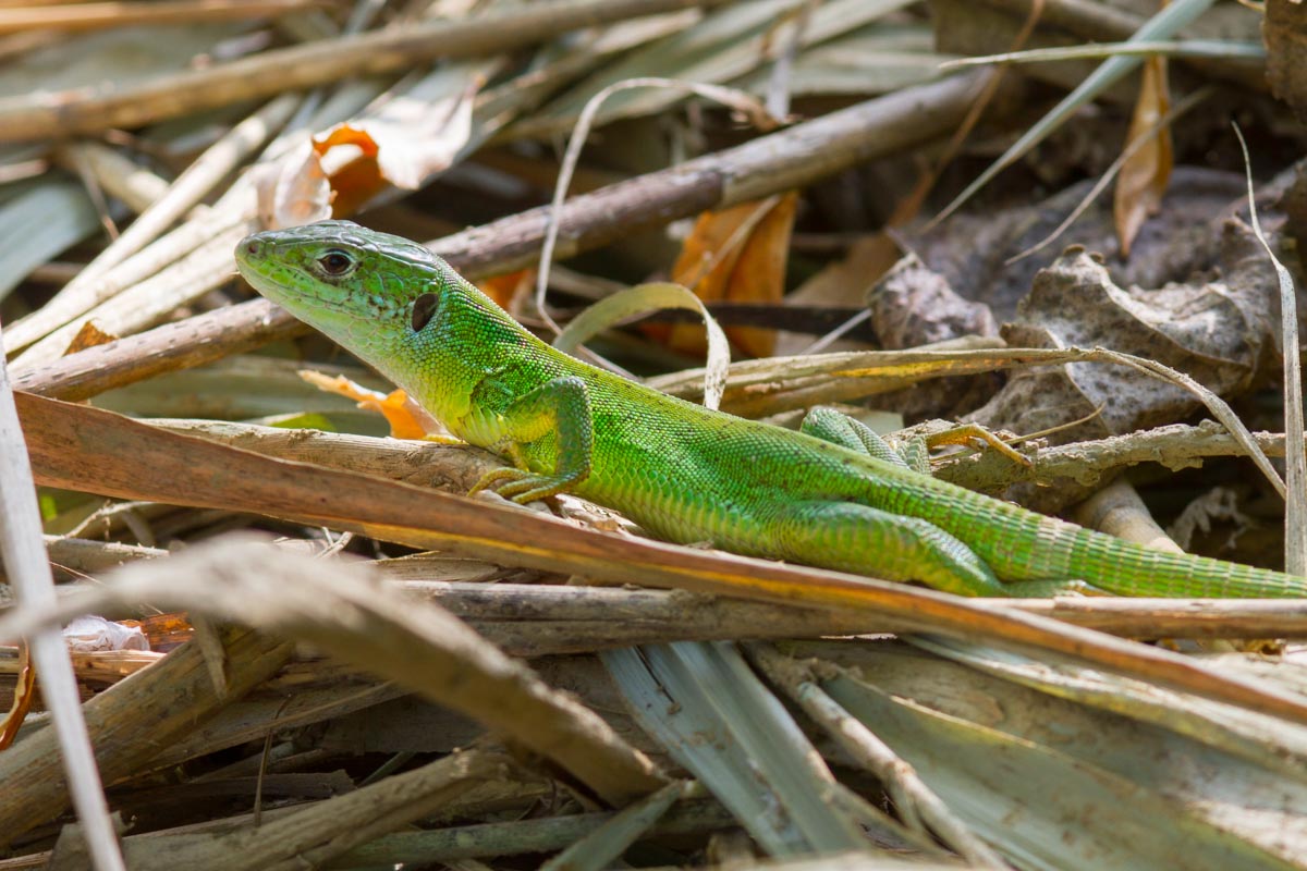 Da Identificate - Lacerta bilineata?