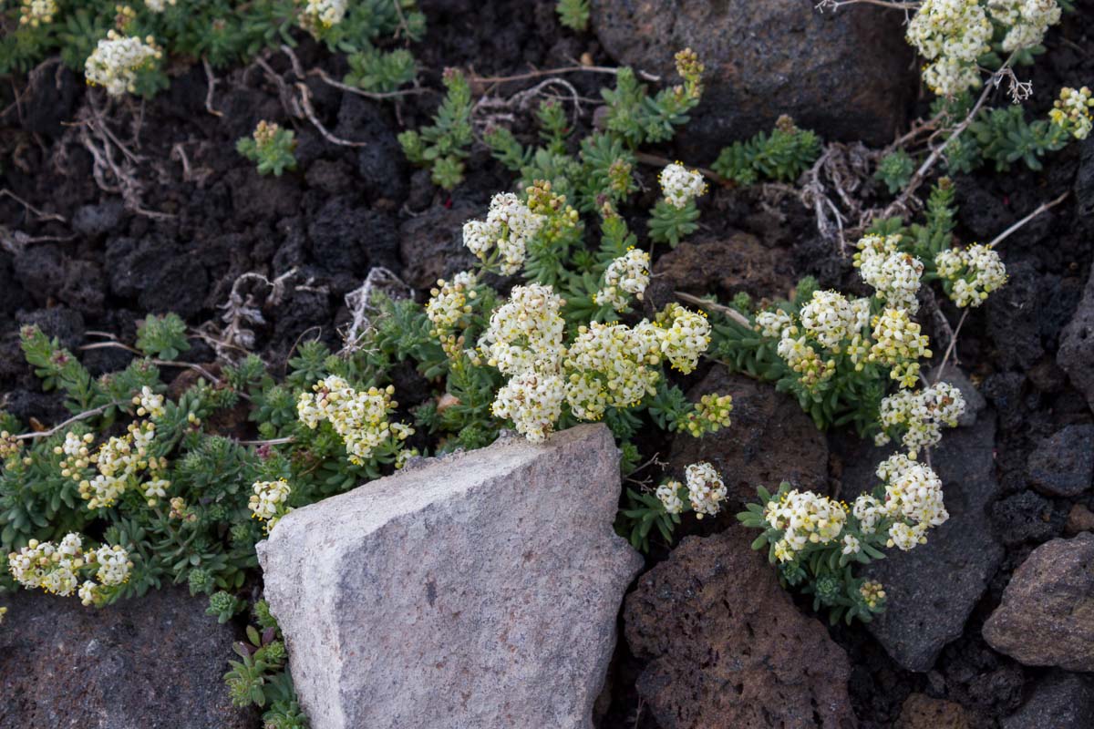 Galium aetnicum / Caglio dell''Etna