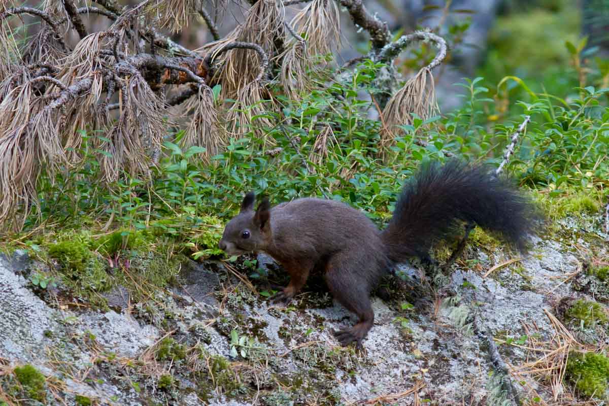 Sciurus vulgaris - Val Roseg (Engadina)