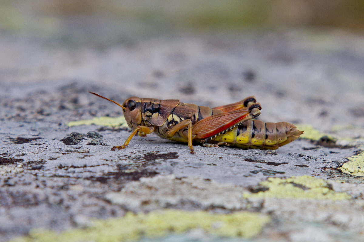 Podisma pedestris (Acridiidae)