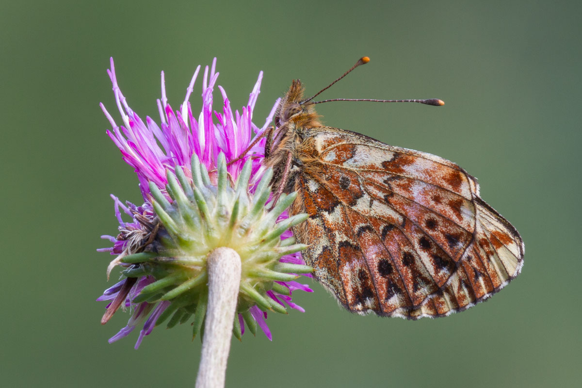 Da identificare - Boloria titania