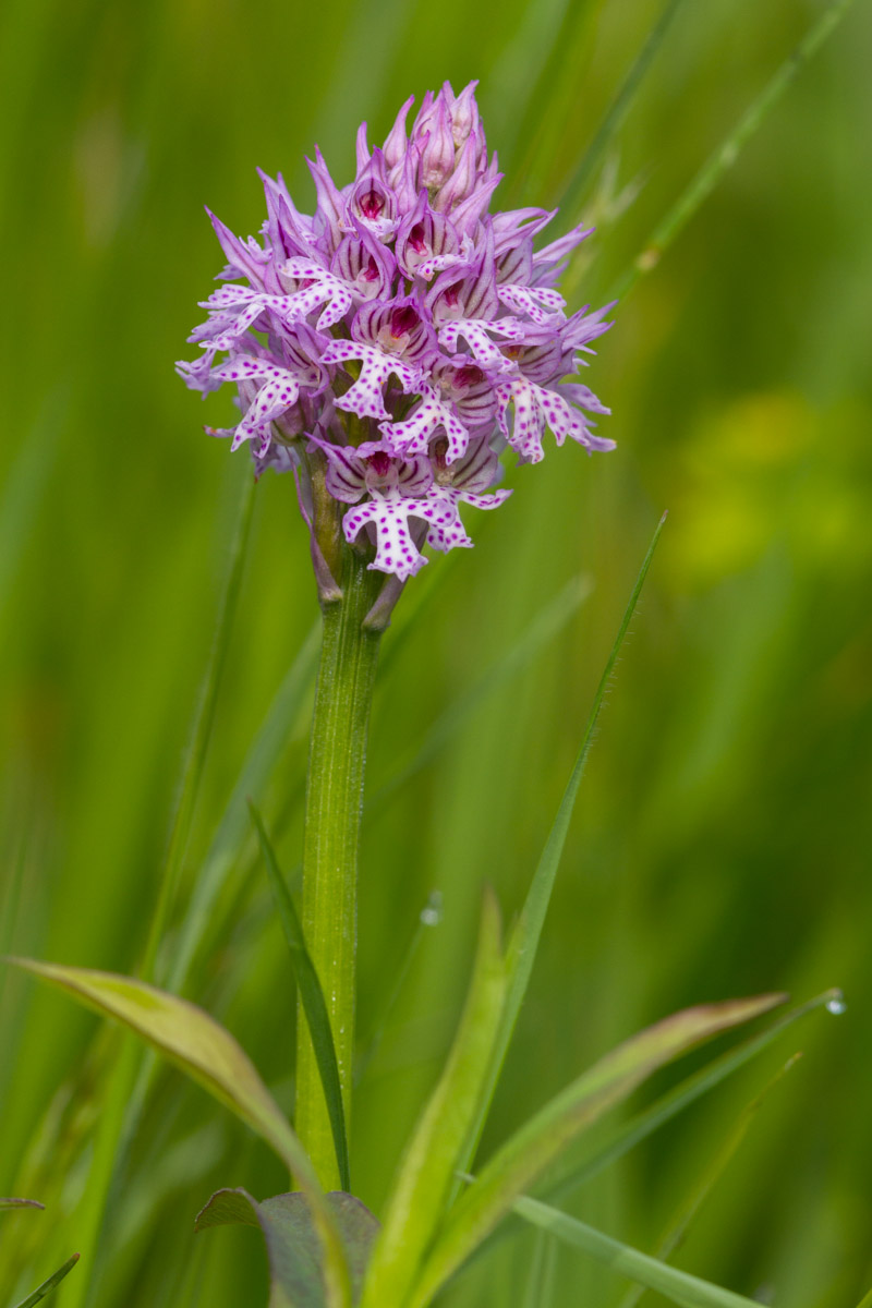 Neotinea tridentata