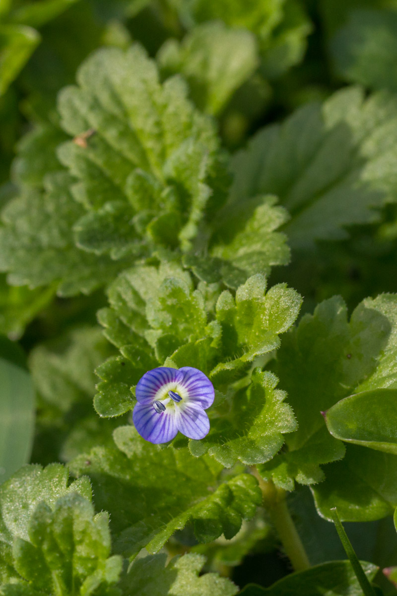 Veronica chamaedrys? No, Veronica persica.