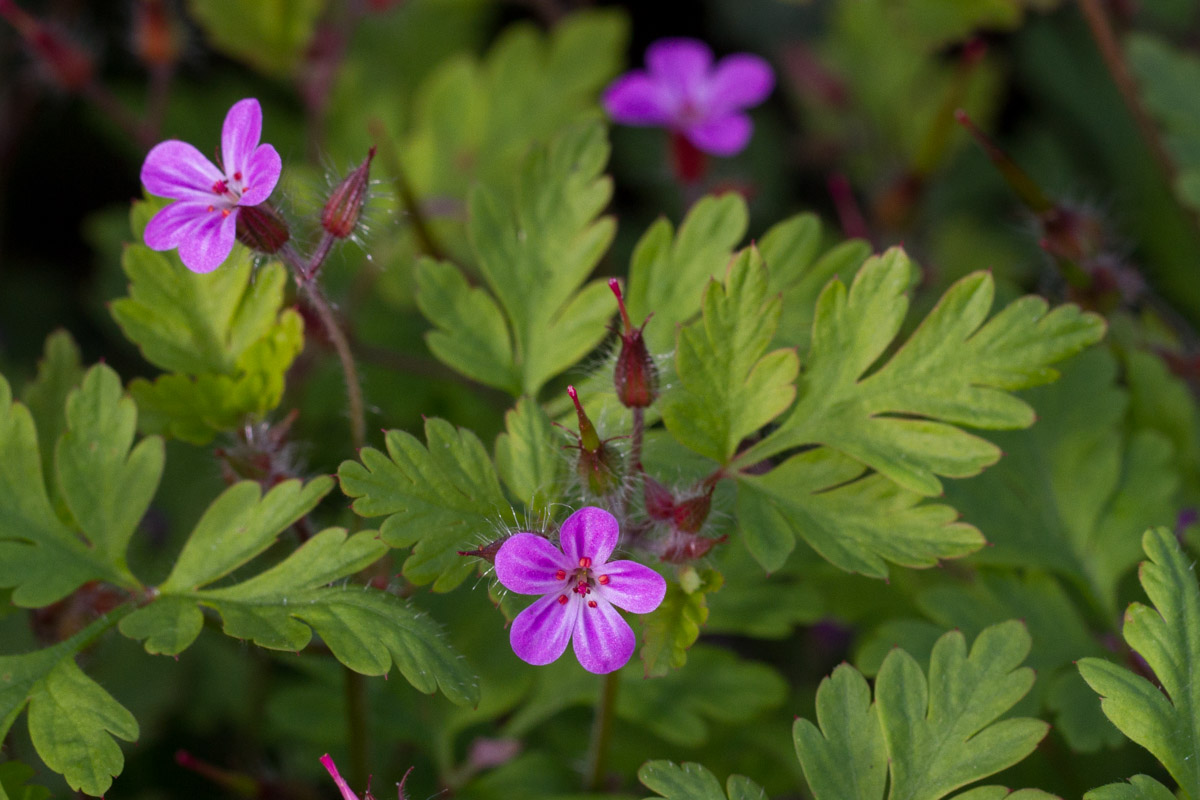 Geranium robertianum (distinzione da G. purpureum)