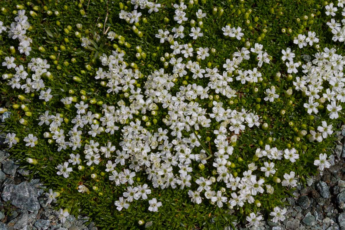 Silene acauli (forma albiflora)