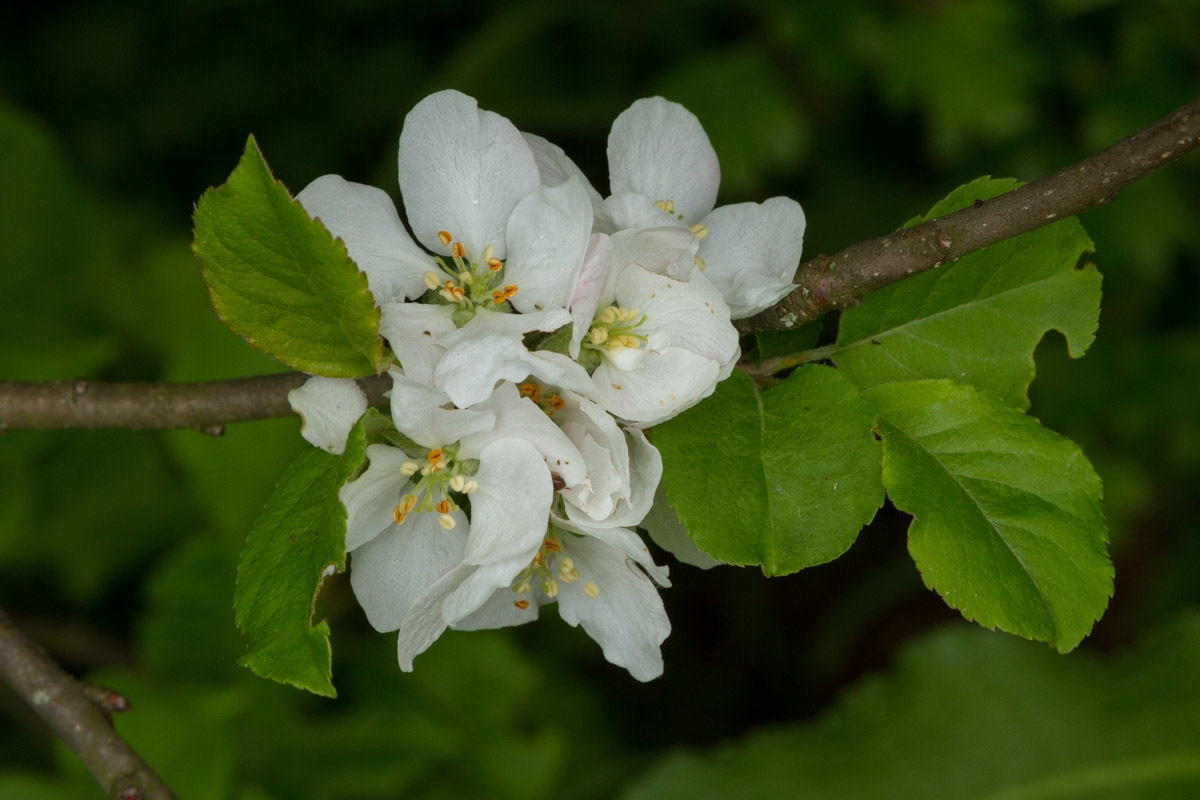 Malus sp.