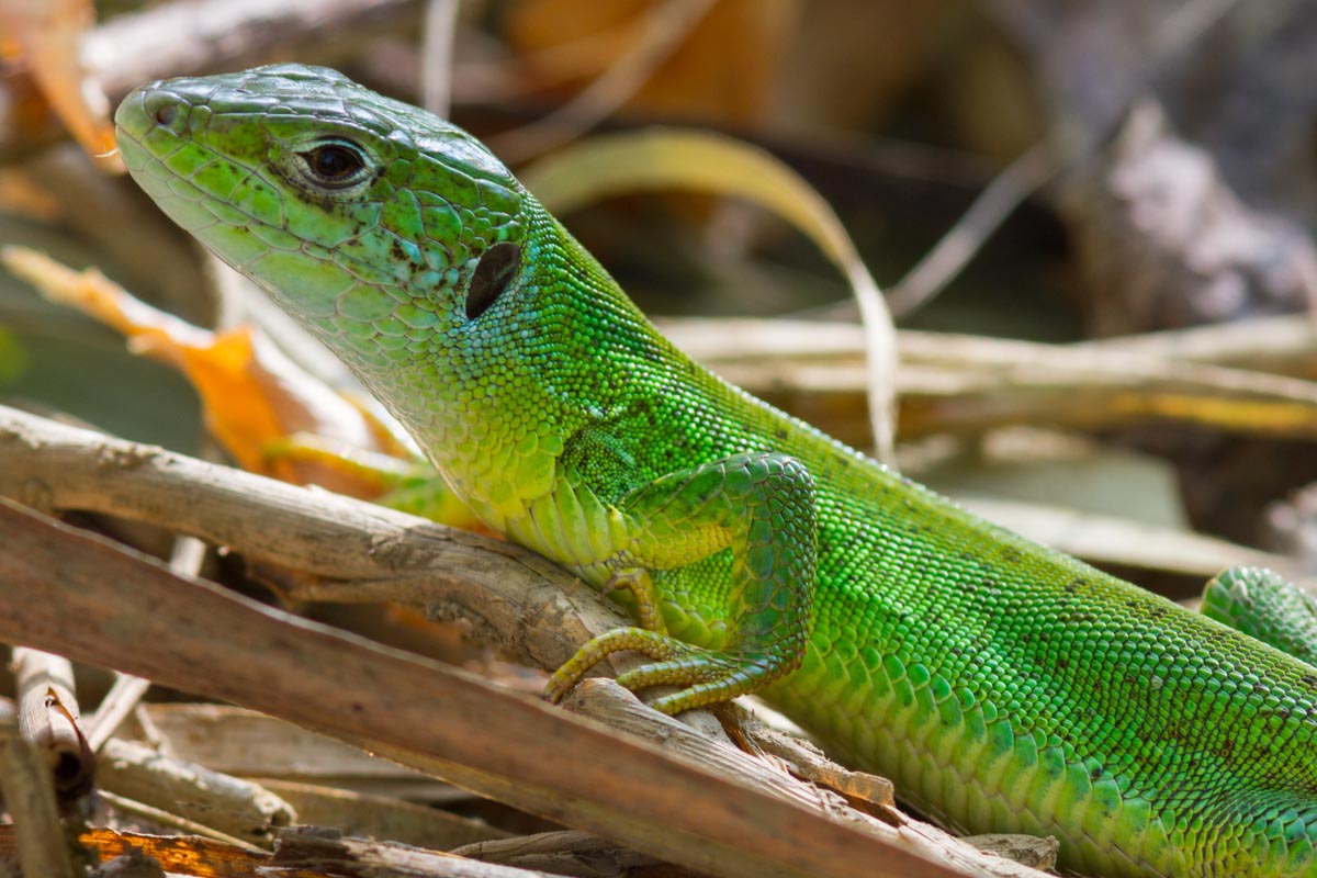 Da Identificate - Lacerta bilineata?