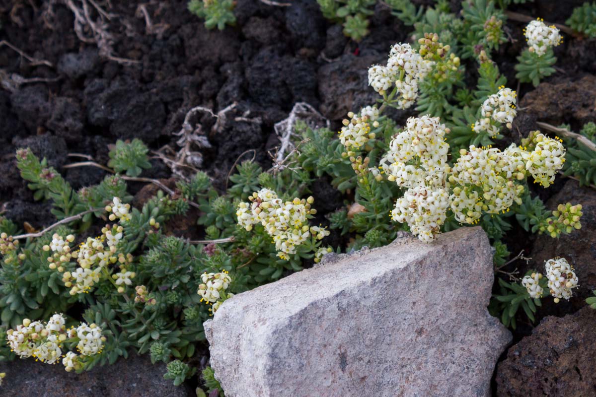 Galium aetnicum / Caglio dell''Etna