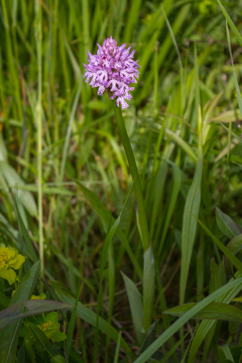 Neotinea tridentata