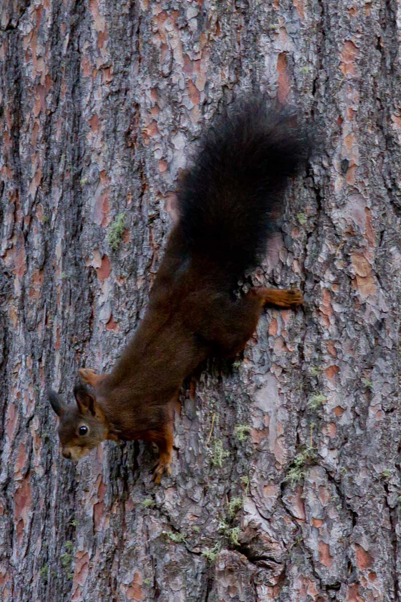 Sciurus vulgaris - Val Roseg (Engadina)