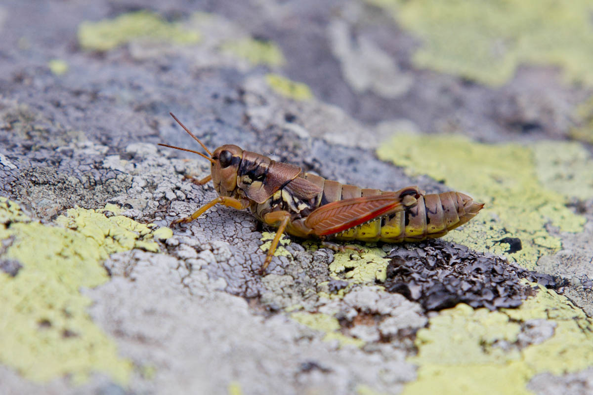 Podisma pedestris (Acridiidae)