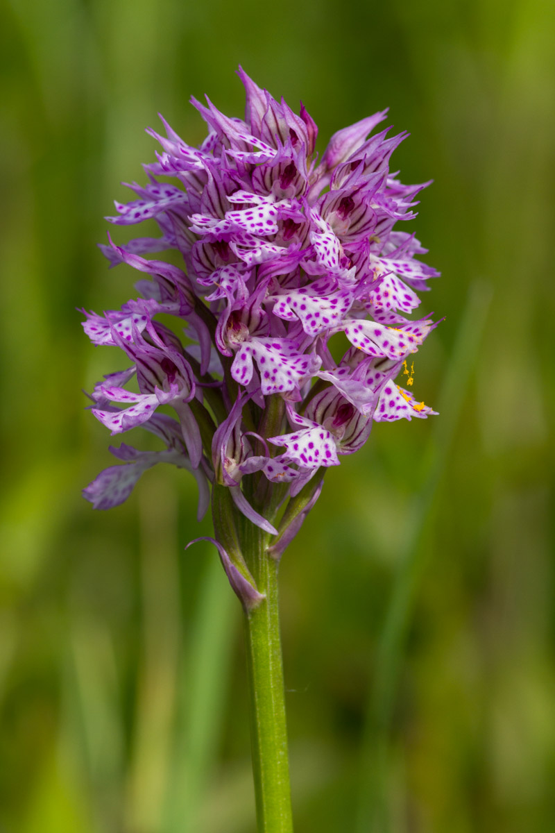 Neotinea tridentata