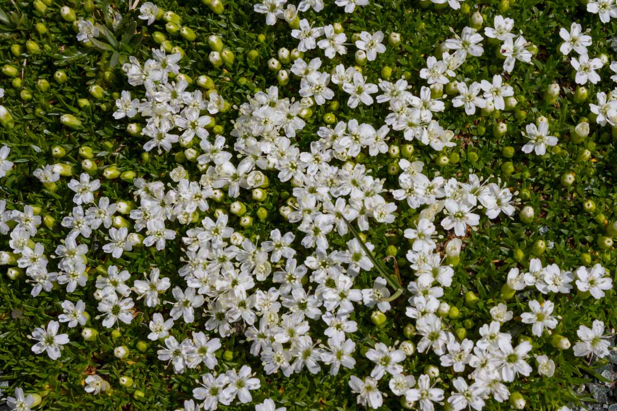 Silene acauli (forma albiflora)