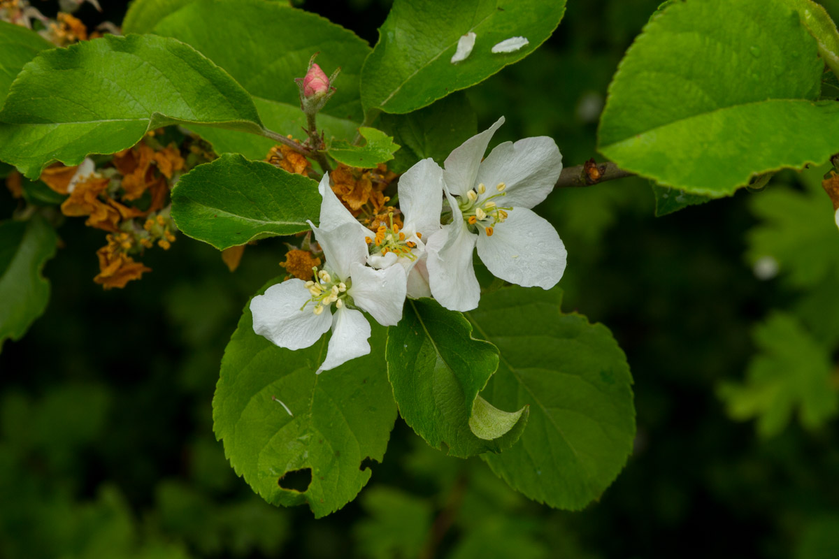 Malus sp.