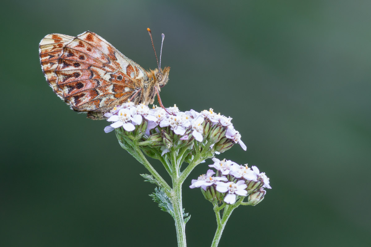 Da identificare - Boloria titania