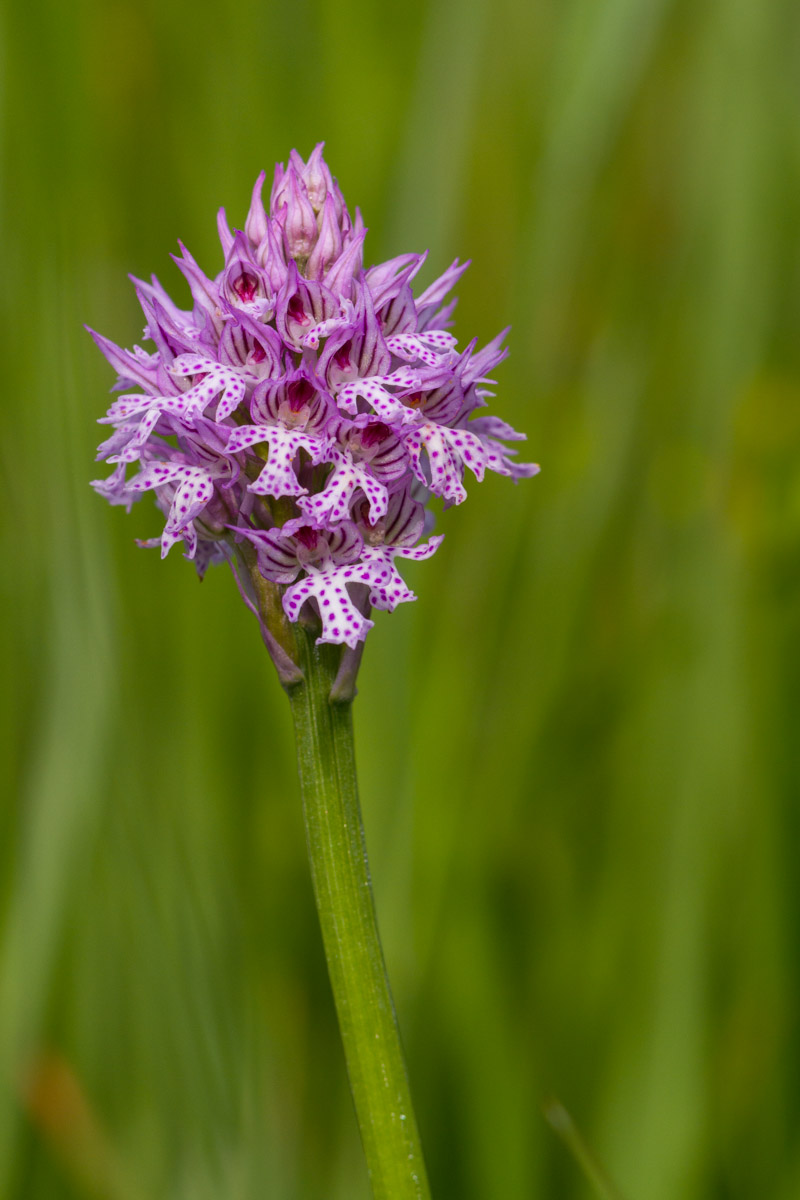 Neotinea tridentata