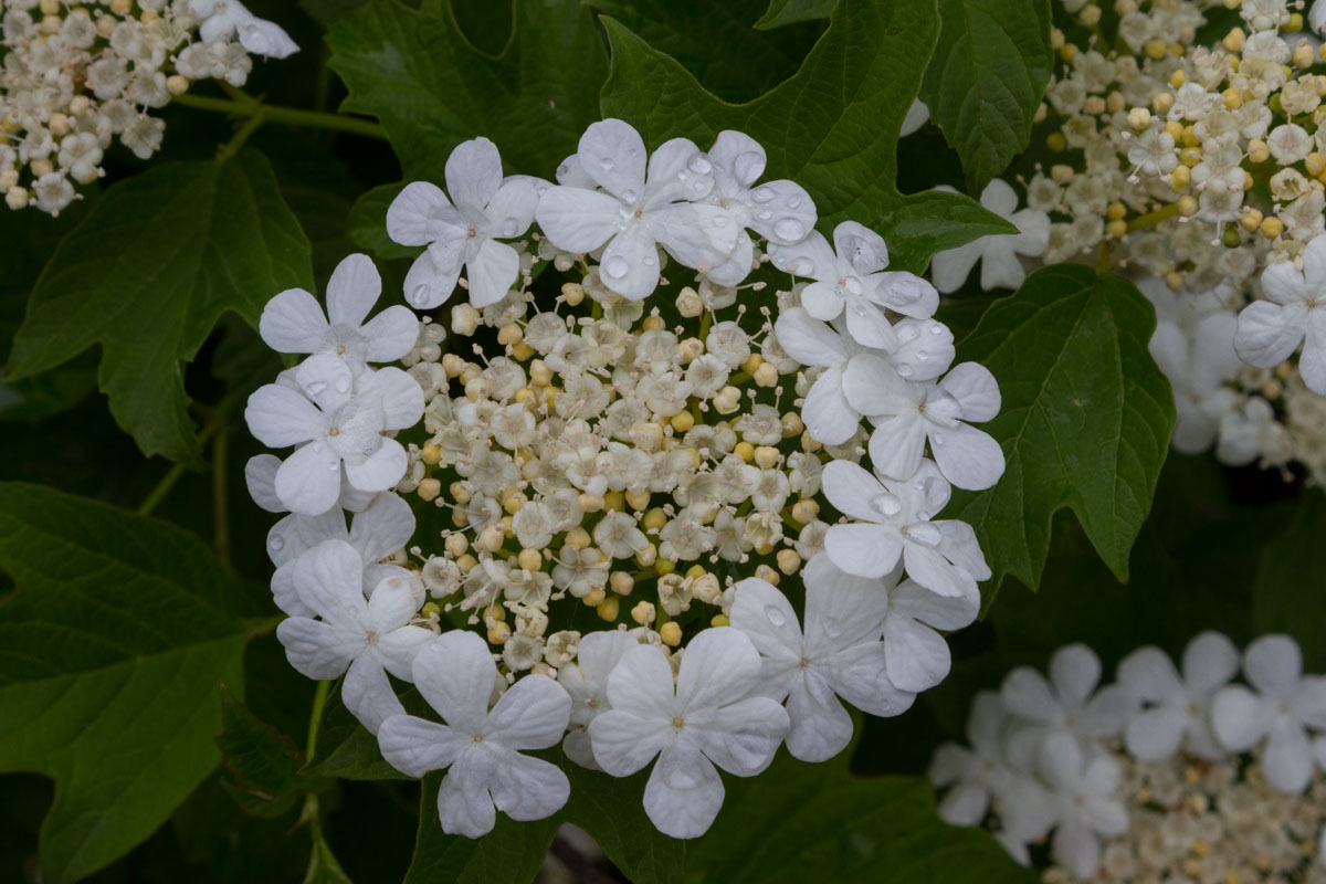 Viburnum opulus