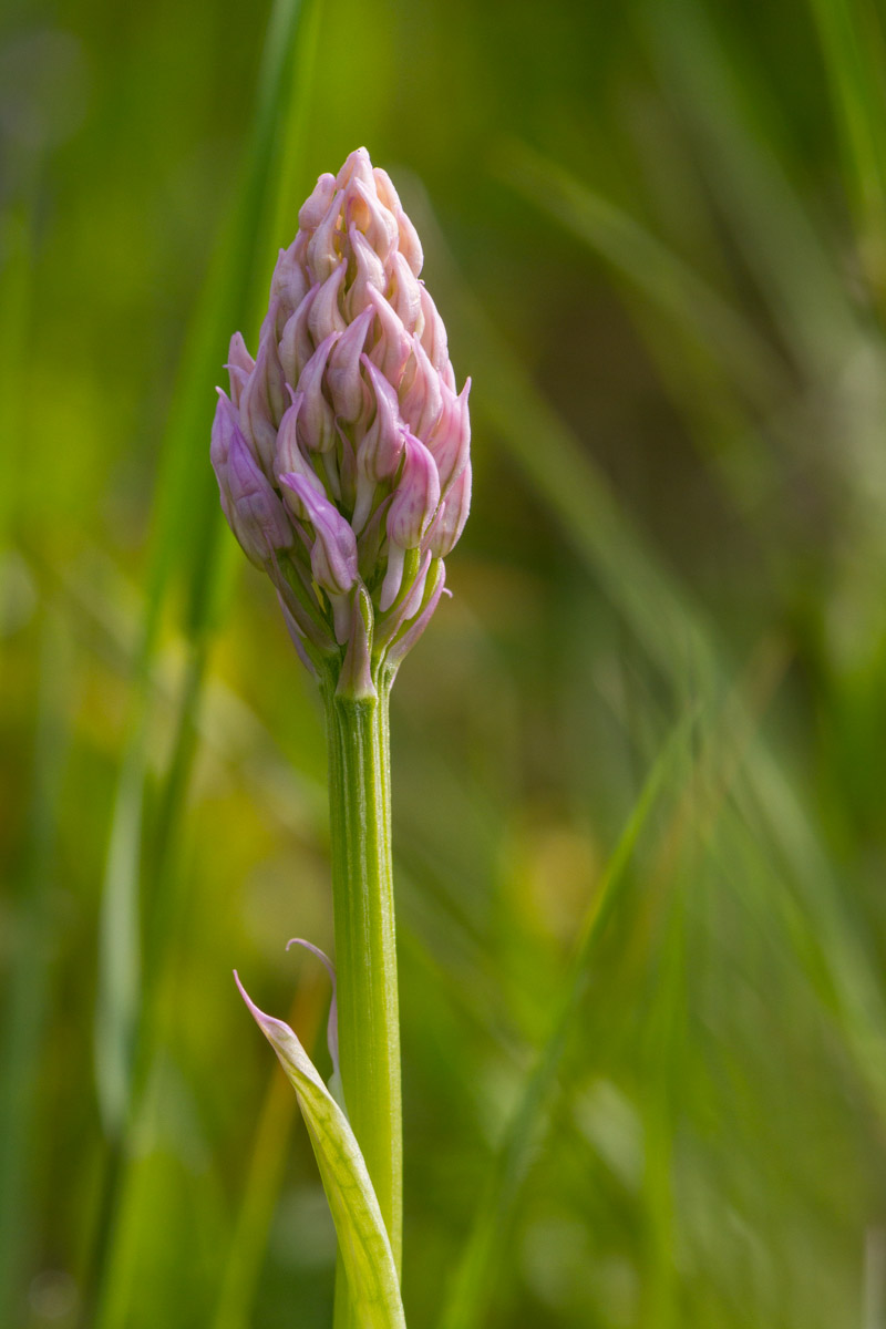 Neotinea tridentata