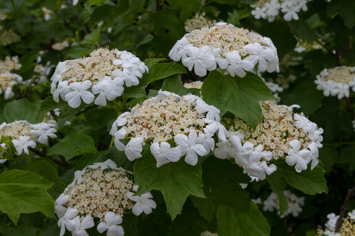 Viburnum opulus