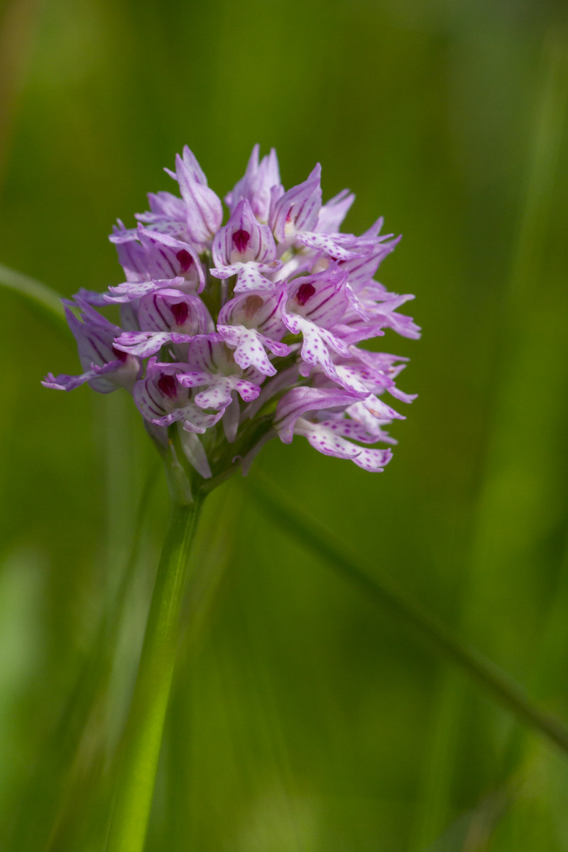 Neotinea tridentata