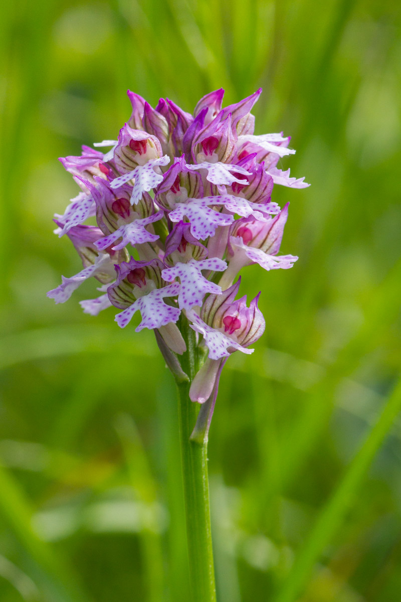 Neotinea tridentata