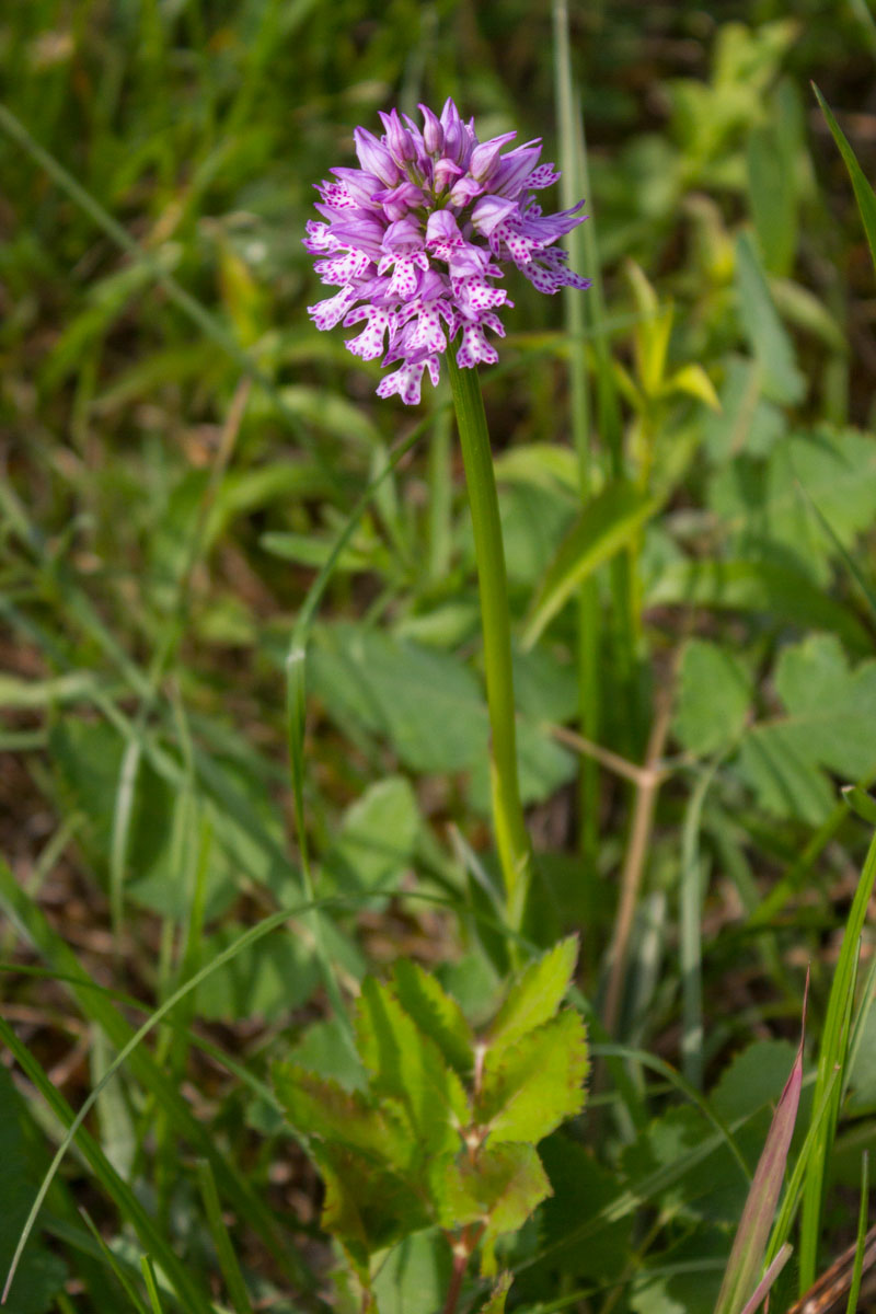 Neotinea tridentata