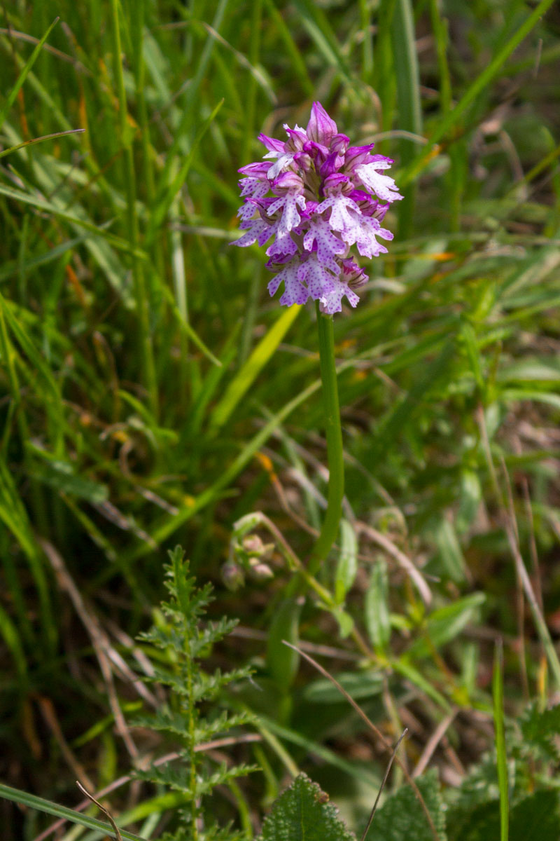 Neotinea tridentata