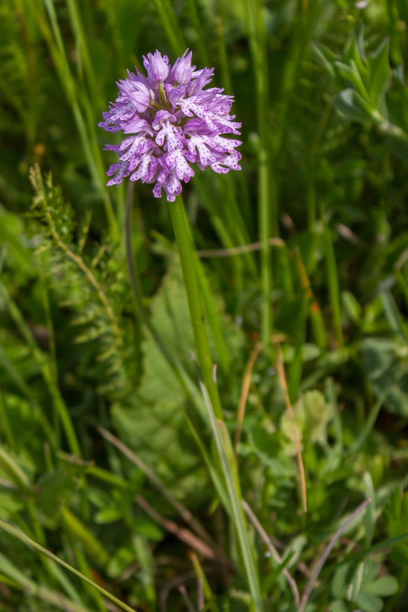 Neotinea tridentata