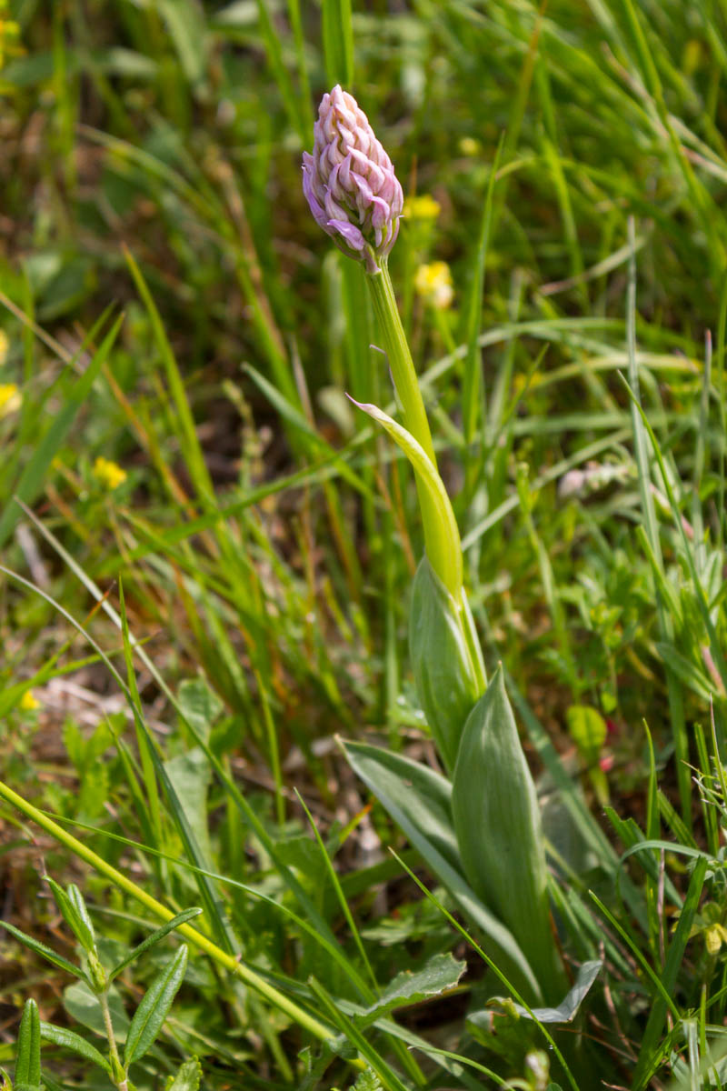 Neotinea tridentata